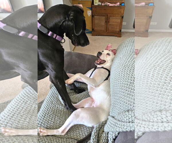 Medium Photo #4 American Pit Bull Terrier-Dalmatian Mix Puppy For Sale in Westmont, IL, USA