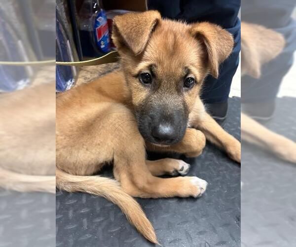 Medium Photo #1 German Shepherd Dog Puppy For Sale in Stockton, CA, USA