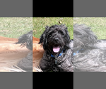 Small Photo #3 Labradoodle Puppy For Sale in Plainfield, IL, USA