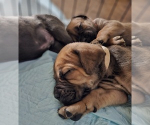Cane Corso Puppy for sale in RIVERSIDE, CA, USA