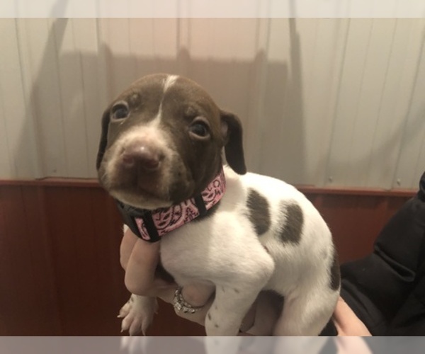 Medium Photo #1 German Shorthaired Pointer Puppy For Sale in PERRY, KS, USA