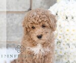 Small #2 Poodle (Miniature)