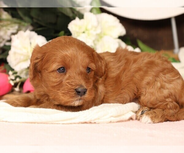 Medium Photo #8 Cavapoo Puppy For Sale in JONES, MI, USA