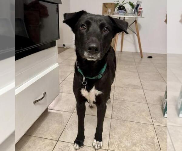 Medium Photo #8 Labrador Retriever-Unknown Mix Puppy For Sale in San Diego, CA, USA