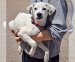 Small #2 Dalmatian-Labrador Retriever Mix