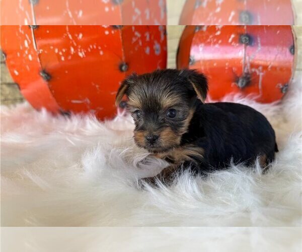 Medium Photo #1 Yorkshire Terrier Puppy For Sale in MARIETTA, GA, USA