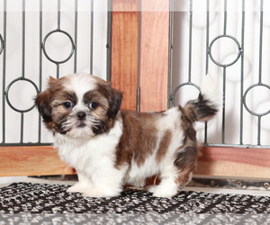 Shih-Poo Puppy for sale in NAPLES, FL, USA