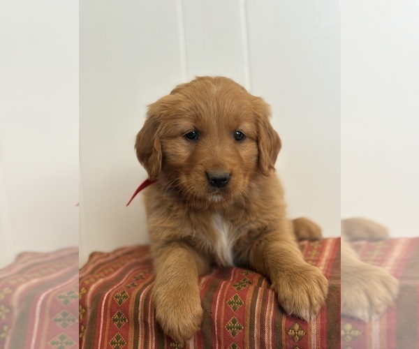 Medium Photo #1 Golden Retriever Puppy For Sale in MEAD, OK, USA