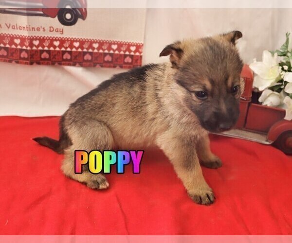 Medium Photo #5 German Shepherd Dog Puppy For Sale in jasper, AR, USA
