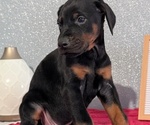 Small #8 Doberman Pinscher