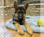 Small Photo #18 German Shepherd Dog Puppy For Sale in LENOIR, NC, USA