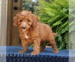 Small #2 Goldendoodle (Miniature)