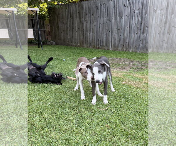Medium Photo #13 Doberman Pinscher-Unknown Mix Puppy For Sale in Virginia Beach, VA, USA