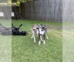 Small #12 Doberman Pinscher Mix