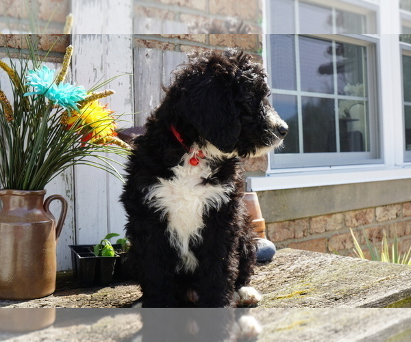 Medium Photo #2 Bernedoodle Puppy For Sale in DUNDEE, OH, USA