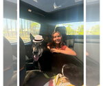 Milo - Male Shepradors Dog for Adoption - Small photo