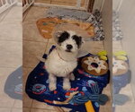 Small #2 Mutt