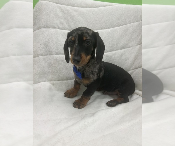 Medium Photo #1 Dachshund Puppy For Sale in RANDOLPH, MA, USA