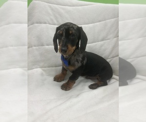 Dachshund Puppy for sale in RANDOLPH, MA, USA