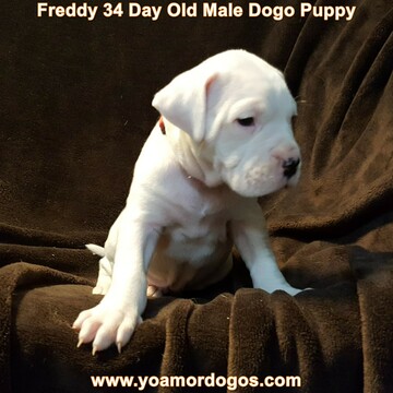 Medium Photo #112 Dogo Argentino Puppy For Sale in JANE, MO, USA