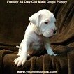 Small Photo #112 Dogo Argentino Puppy For Sale in JANE, MO, USA