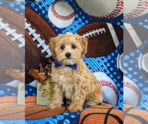 Maltipoo Puppy for sale in NEW PROVIDENCE, PA, USA