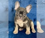 Small Photo #3 French Bulldog Puppy For Sale in WILSON, WY, USA