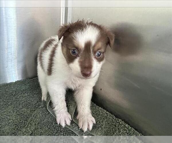 Medium Photo #1 Australian Shepherd Puppy For Sale in Norco, CA, USA