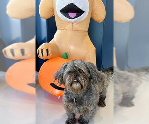 Shih Tzu Dogs for adoption in Temple, TX, USA