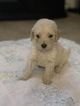 Small #27 Goldendoodle