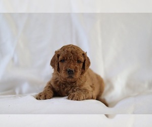 Goldendoodle Puppy for sale in RIO LINDA, CA, USA