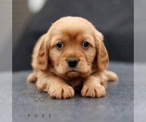 Golden Retriever Puppy for sale in STRASBURG, PA, USA