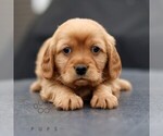 Archie - Male Golden Retriever Puppy for Sale - Small photo