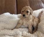 Small #3 Goldendoodle