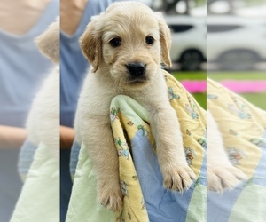 Golden Retriever Puppy for sale in SUGAR LAND, TX, USA
