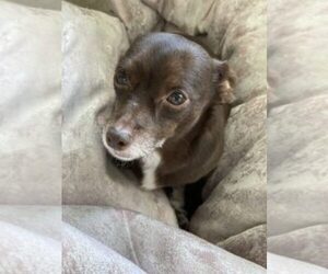 Chiweenie Dogs for adoption in SUWANEE, GA, USA