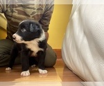 Small Photo #9 Border Collie Puppy For Sale in KANSAS CITY, MO, USA