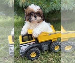 Shih Tzu Puppy for sale in MIDDLEBURY, IN, USA