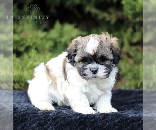 Medium Photo #4 Zuchon Puppy For Sale in KINZERS, PA, USA