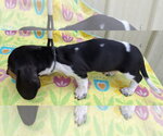 Small #1 Dachshund