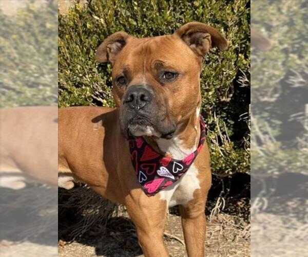 Medium Photo #1 Boxer-Unknown Mix Puppy For Sale in Tulsa, OK, USA