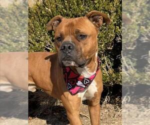 Boxer-Unknown Mix Dogs for adoption in Tulsa, OK, USA