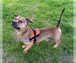 Small #2 Bulldog-Pembroke Welsh Corgi Mix