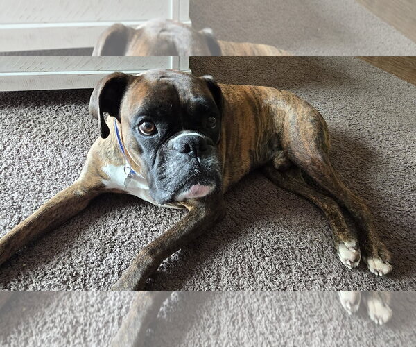 Medium Photo #1 Boxer Puppy For Sale in Woodbury, MN, USA