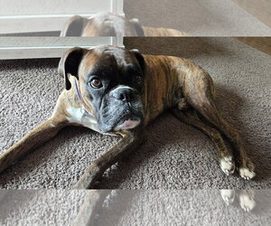 Boxer Dogs for adoption in Woodbury, MN, USA