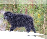 Small #19 Poodle (Miniature)