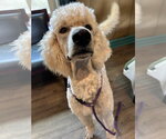 Small #6 Goldendoodle