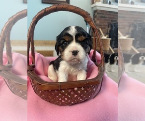 Cavalier King Charles Spaniel Puppy for sale in ALLENDALE, MI, USA
