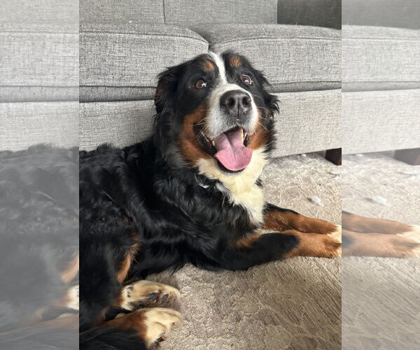 Medium Photo #3 Bernese Mountain Dog Puppy For Sale in Fort Wayne, IN, USA