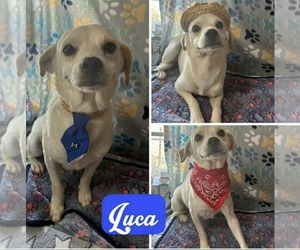 Chihuahua-Unknown Mix Dogs for adoption in Minneapolis, MN, USA